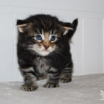 HU*Nordic Verden Mundo Novo - norvég erdei macska