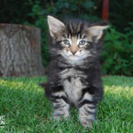 HU*Nordic Verden Mundo Novo - norvég erdei macska