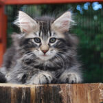 HU*Nordic Verden Namib - norvég erdei macska