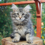 HU*Nordic Verden Namib - norvég erdei macska