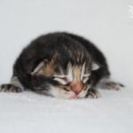 HU*Nordic Verden Nayarita - norvég erdei macska