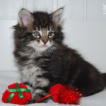 HU*Nordic Verden Neytiri - norvég erdei macska