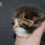 HU*Nordic Verden Nick Fury - norvég erdei macska