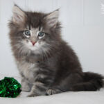 HU*Nordic Verden Norm Spellman - norvég erdei macska