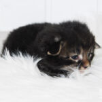 HU*Nordic Verden November Rain - norvég erdei macska