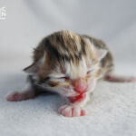 HU*Nordic Verden Trygg - norvég erdei macska