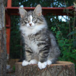 HU*Nordic Verden Otta - norvég erdei macska