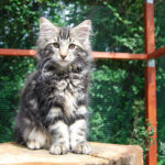 HU*Nordic Verden Panama Geisha - norvég erdei macska