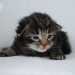 HU*Nordic Verden Panama Geisha - norvég erdei macska