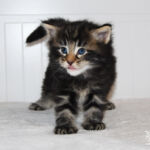 HU*Nordic Verden Panama Geisha - norvég erdei macska