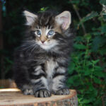 HU*Nordic Verden Panama Geisha - norvég erdei macska