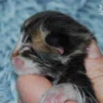 HU*Nordic Verden Peter Parker - norvég erdei macska