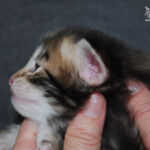 HU*Nordic Verden Peter Parker - norvég erdei macska