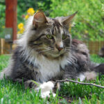 Nordic Verden - norvég erdei macska tenyészet - Rosita