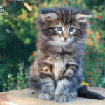 HU*Nordic Verden Sabrina Duncan - norvég erdei macska