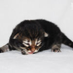 HU*Nordic Verden Sabrina Duncan - norvég erdei macska