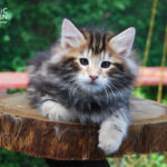 HU*Nordic Verden Sam Wilson - norvég erdei macska