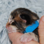 HU*Nordic Verden Sam Wilson - norvég erdei macska