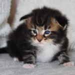 HU*Nordic Verden Sandon - norvég erdei macska