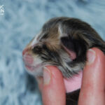 HU*Nordic Verden Stephen Strange - norvég erdei macska