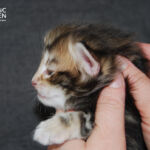 HU*Nordic Verden Stephen Strange - norvég erdei macska