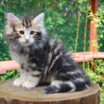 HU*Nordic Verden Steve Rogers - norvég erdei macska