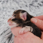 HU*Nordic Verden Steve Rogers - norvég erdei macska