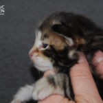 HU*Nordic Verden Steve Rogers - norvég erdei macska