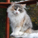 HU*Nordic Verden Sydney - norvég erdei macska