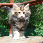 HU*Nordic Verden Tony Stark - norvég erdei macska