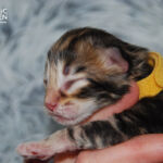 HU*Nordic Verden Tony Stark - norvég erdei macska