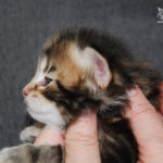 HU*Nordic Verden Tony Stark - norvég erdei macska