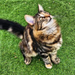 HU*Nordic Verden True Happiness - norvég erdei macska