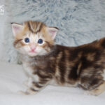 HU*Nordic Verden Trygg - norvég erdei macska