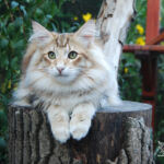 HU*Nordic Verden Trygg - norvég erdei macska