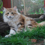 HU*Nordic Verden Trygg - norvég erdei macska