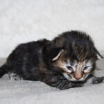 HU*Nordic Verden Donna Paulsen - norvég erdei macska