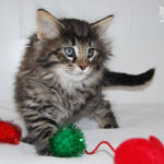 HU*Nordic Verden Zuri - norvég erdei macska