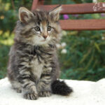 HU*Nordic Verden Vala Mal Doran 8 hetes