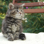 HU*Nordic Verden Vala Mal Doran 8 hetes