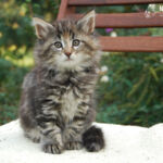 HU*Nordic Verden Vala Mal Doran 8 hetes