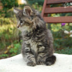 HU*Nordic Verden Vala Mal Doran 8 hetes