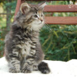 HU*Nordic Verden Vala Mal Doran 8 hetes