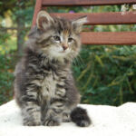 HU*Nordic Verden Vala Mal Doran 8 hetes