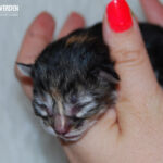 HU*Nordic Verden Vala Mal Doran egy napos