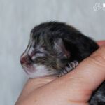 HU*Nordic Verden Vala Mal Doran egy napos