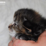 HU*Nordic Verden Vala Mal Doran két hetes