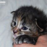 HU*Nordic Verden Vala Mal Doran két hetes