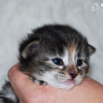 HU*Nordic Verden Vala Mal Doran két hetes