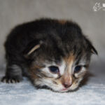 HU*Nordic Verden Vala Mal Doran két hetes